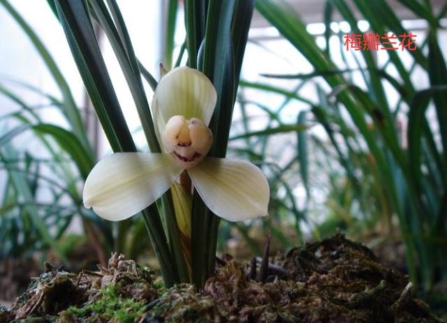 名贵兰花与普通兰花的区别是什么,最名贵的10种兰花图片欣赏及价格
