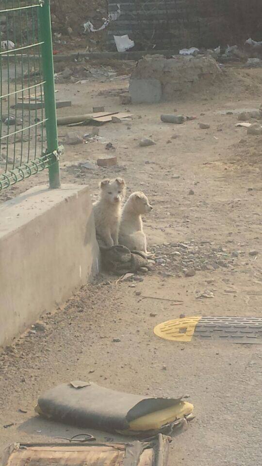 狗不会抓老鼠,狗不会护主