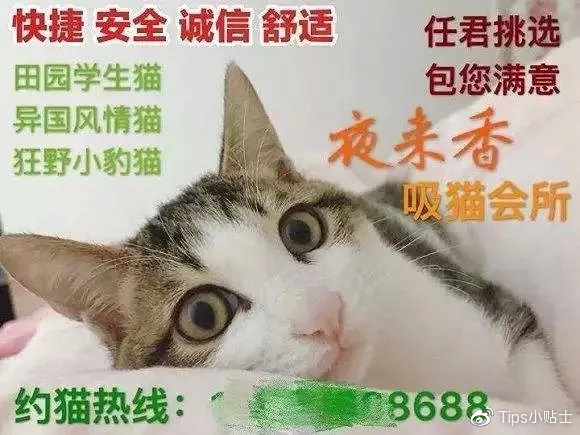 猫咪与自家小猫相处之道,怎么吸引猫咪让猫咪一直在你身边
