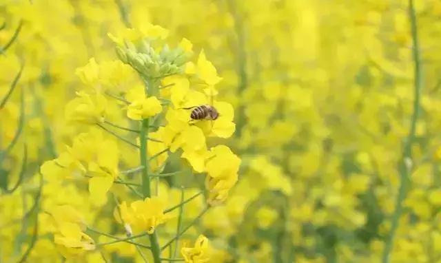 云阳下一个商圈,重庆云阳发展风貌