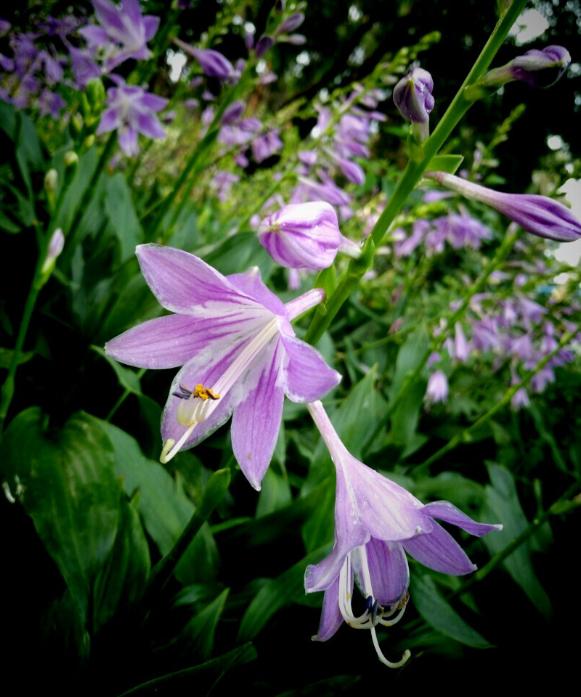 有关玉簪花的古诗词,古诗暗香的诗句