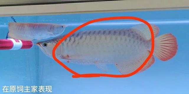 红龙掉眼封缸有用吗,红龙放黑缸污垢很严重