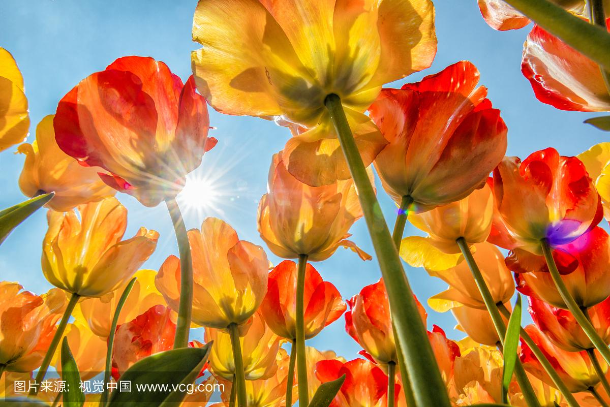 用郁金香表白语录,关于郁金香表白的浪漫句子