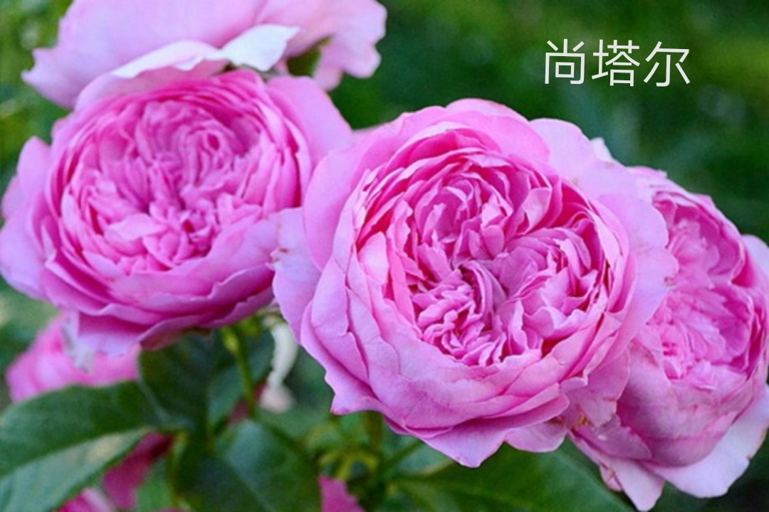 适合做切花的月季品种,十大公认最好切花月季