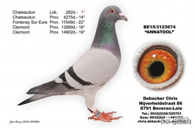 比利时最强的球星,比利时超级种鸽