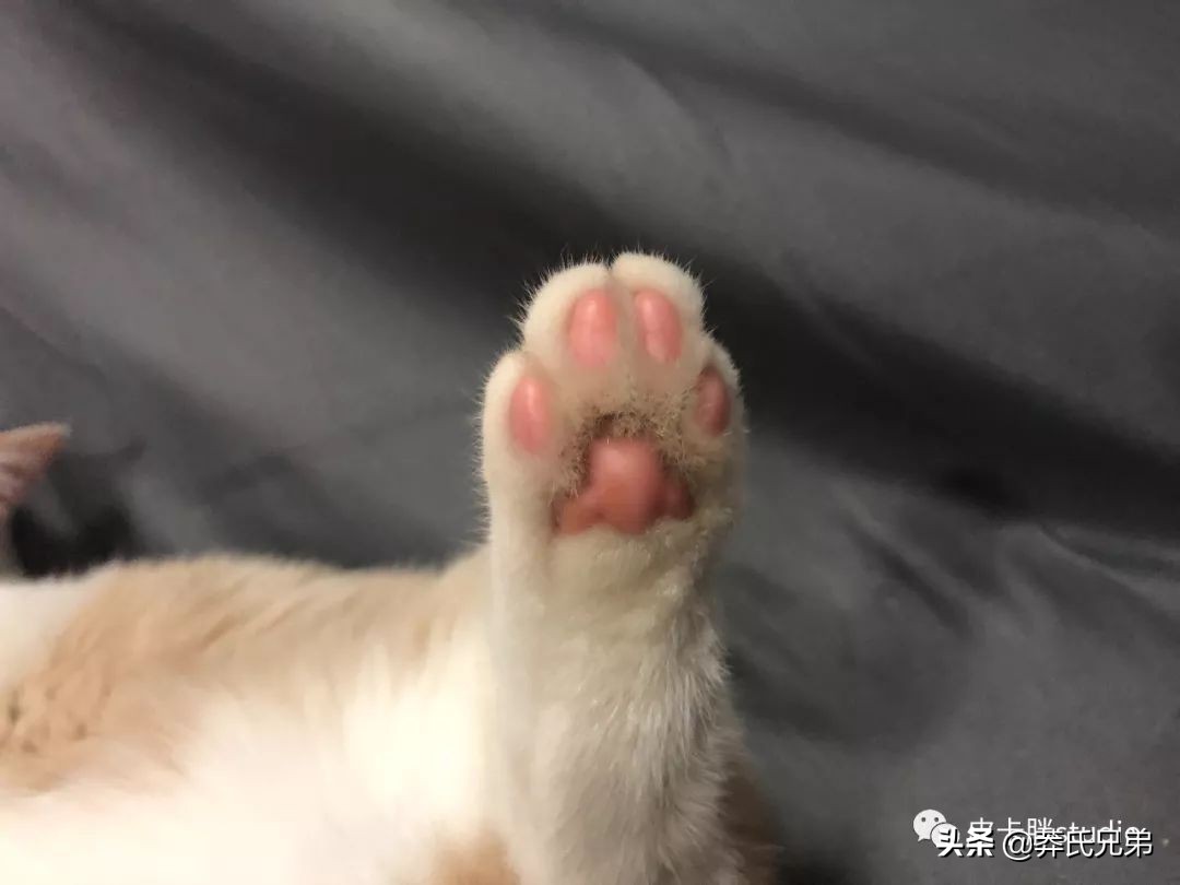 可爱小奶猫刚生出成长日记,一只小奶猫的成长过程