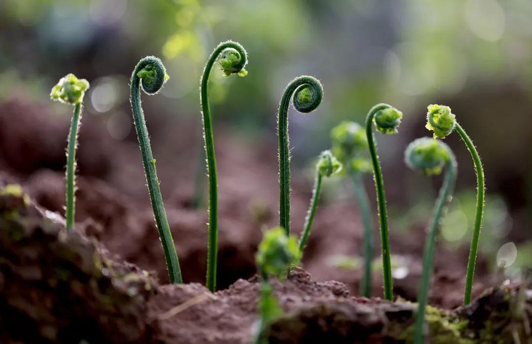 大山上有一种野草叫龙须菜,大山上长了一种红色的野菜