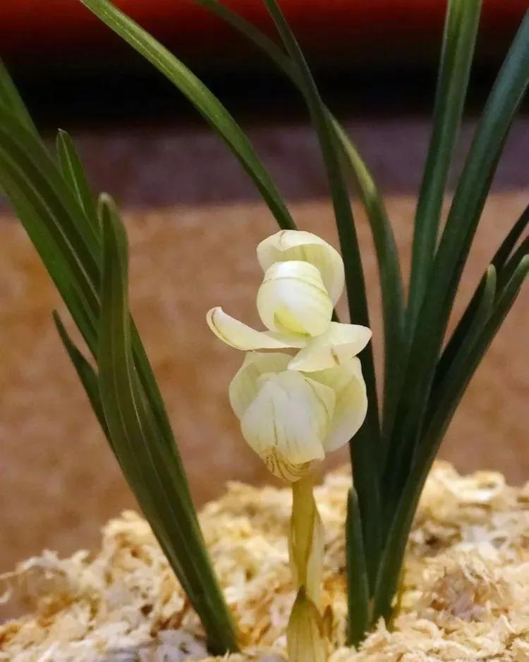 十大天价植物种子,十大顶级名贵植物