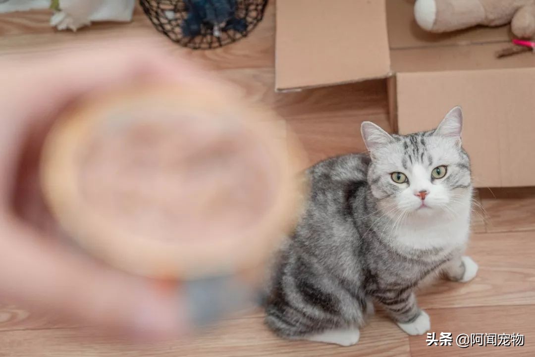 养猫咪怎么最省钱也能吃好,猫咪适合穷养和懒养