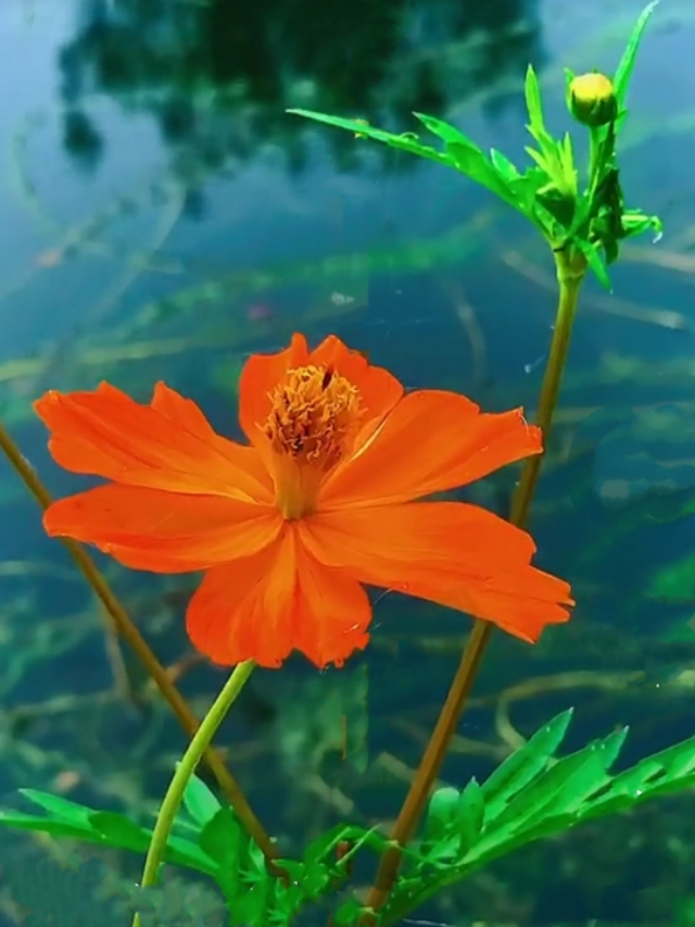 中国诗歌杂志2024年4期目录,中国诗歌周刊第185期