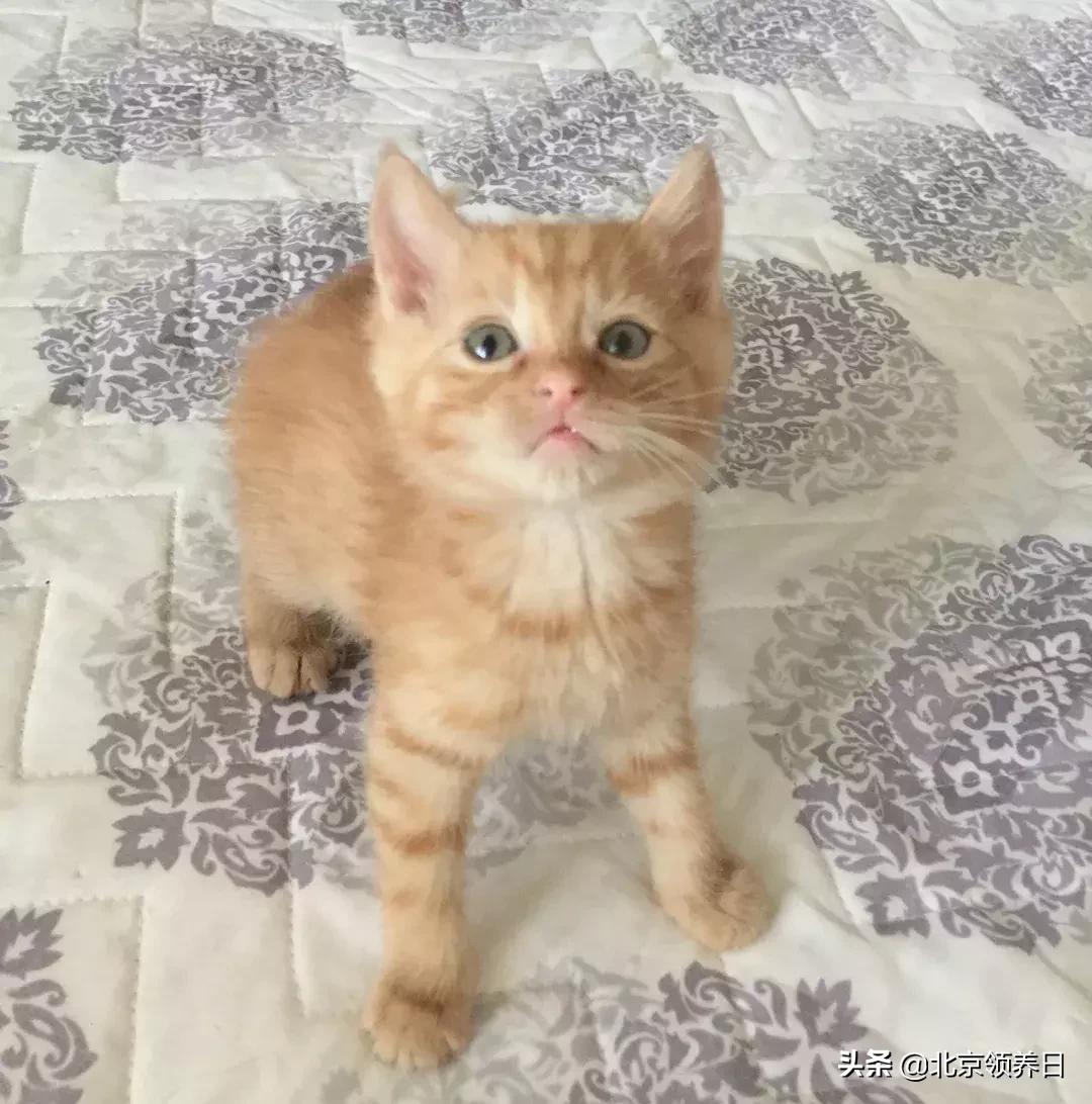 喵星人第二季,喵星人第2季免费观看