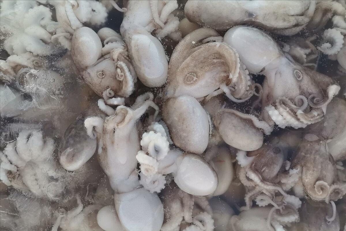 八爪鱼怎么煮才脆,煮八爪鱼怎么才能不变黑