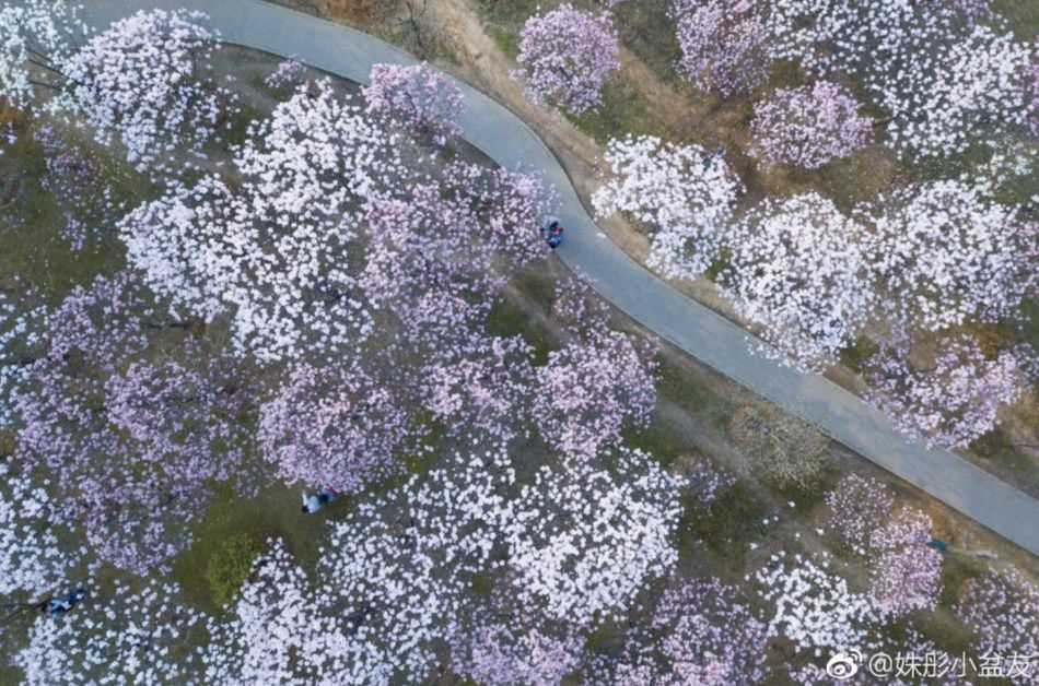 “我还没见过有那个城市的春天，能比武汉还美！”