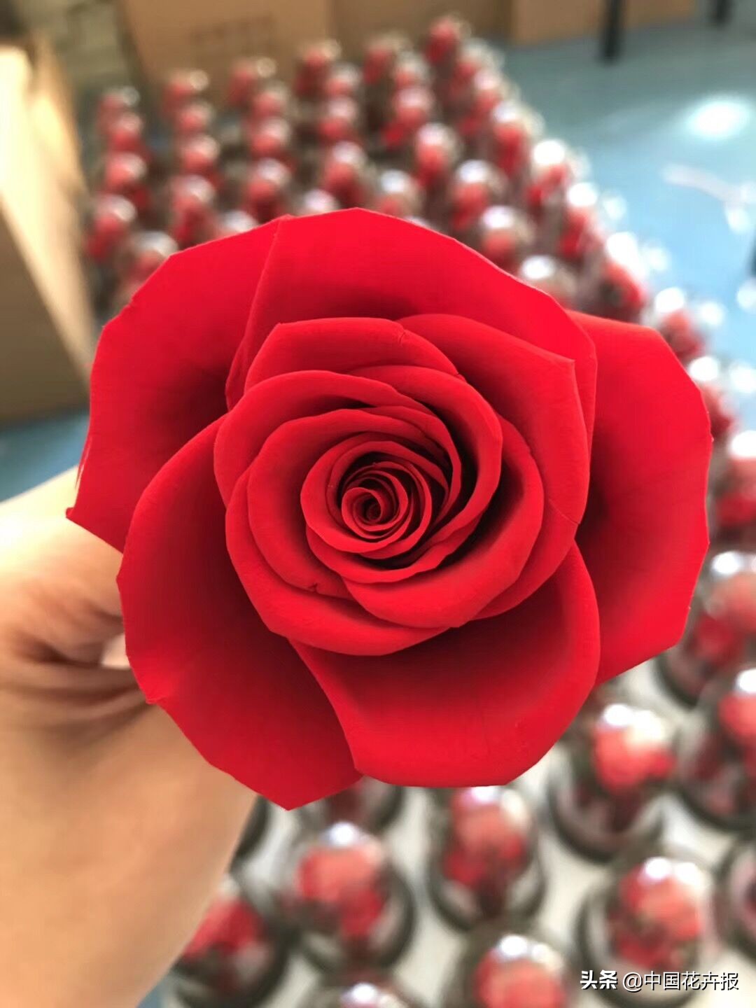 什么是永生花,野兽永生花为什么这么贵