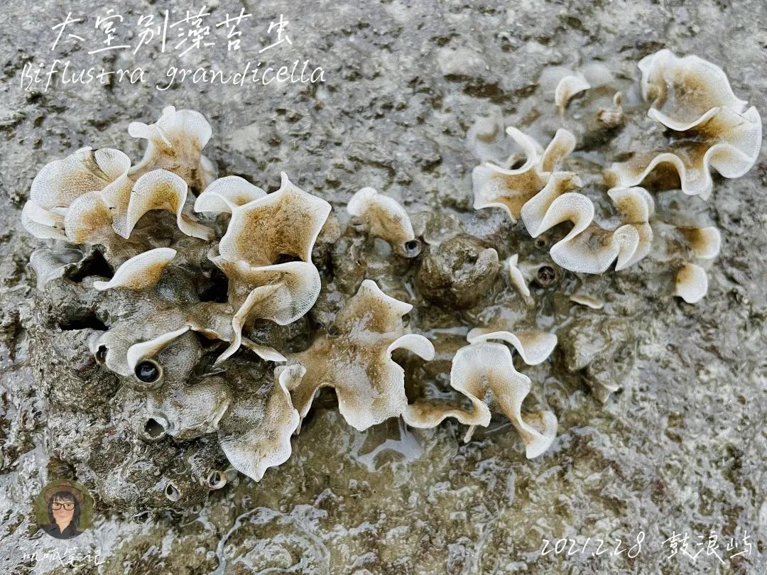 鼓浪屿赶海抓虫,鼓浪屿赶海佛手螺