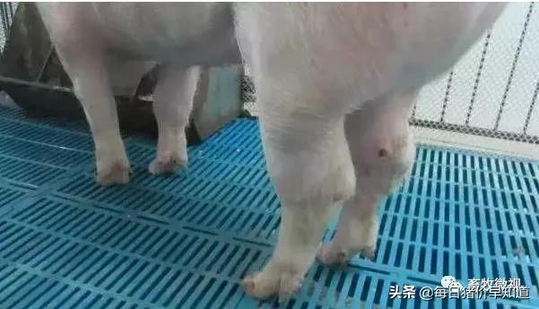 猪病关节炎怎么引起的,猪关节炎链球菌怎么预防