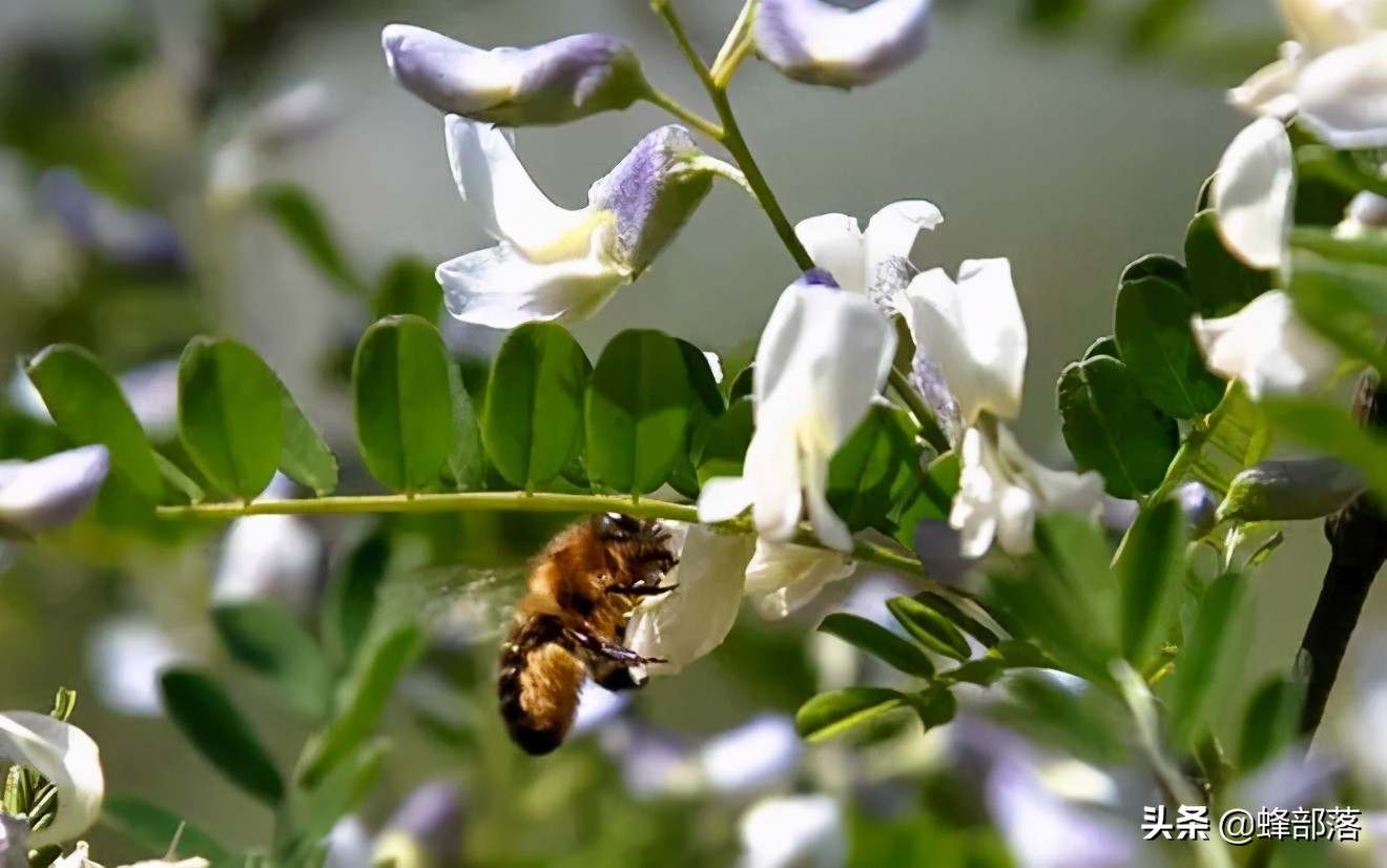 涔℃潙鎸叴铚滆渹鍙戝睍,铚滆渹鍔╁姏涔℃潙鎸叴