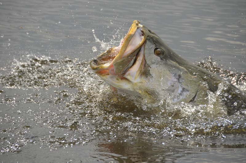 非洲维多利亚湖中泛滥的尼罗河鲈鱼都胖成球了,真的太嚣张了