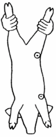 猪场免疫程序及流程图表,猪场正规免疫程序图