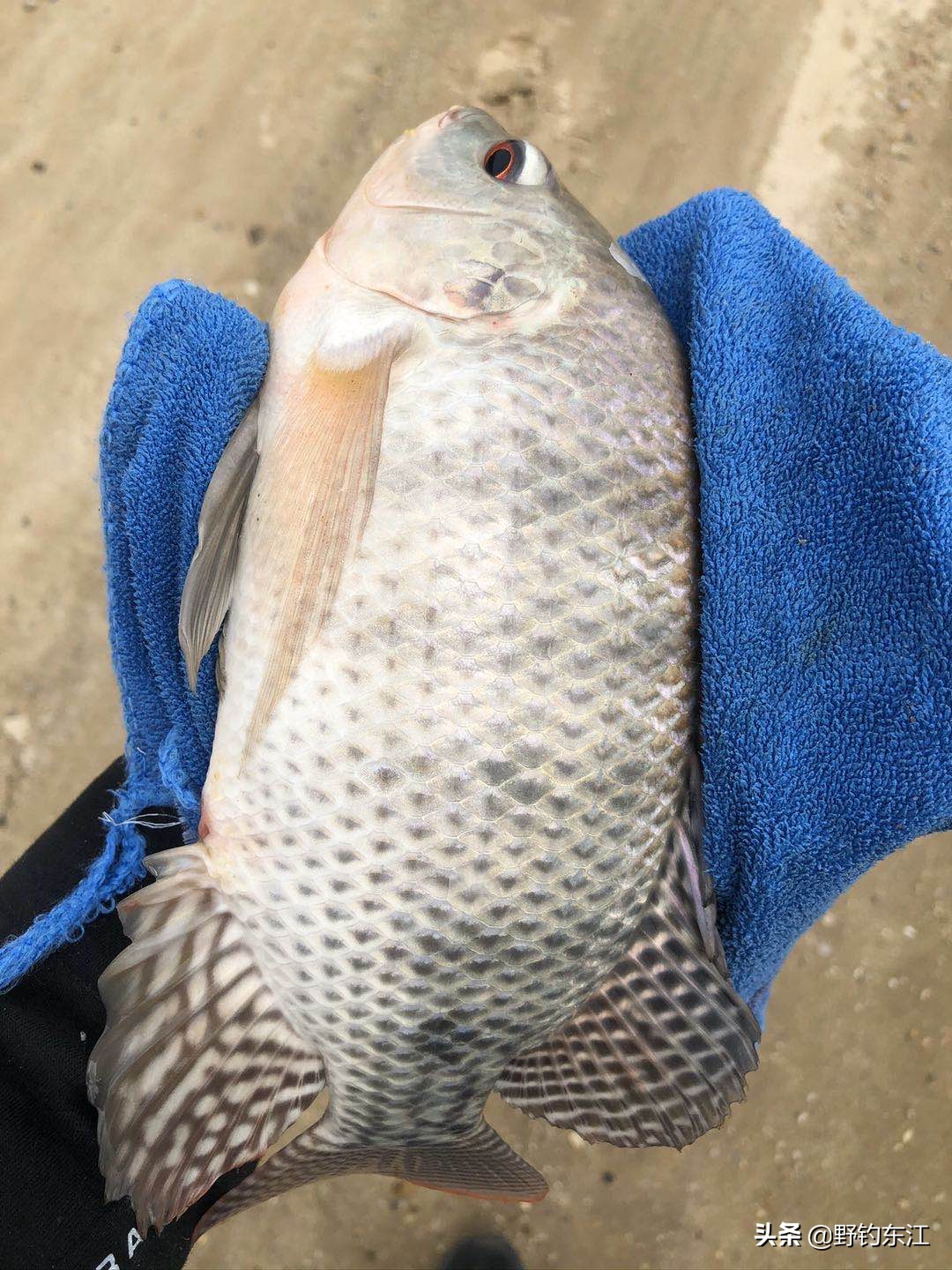 深圳大鹏野钓免费最佳地点,深圳福田野钓地点在哪里