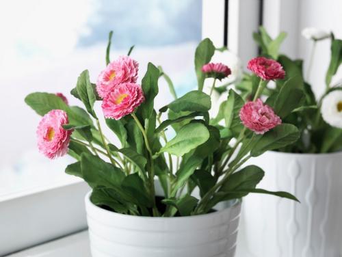 花卉养护用肥料,草坪养护常用什么肥料