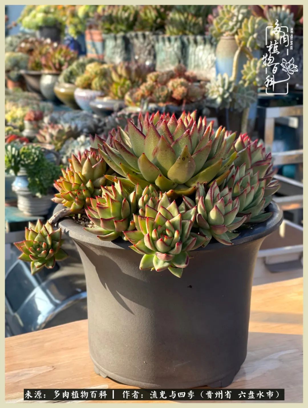 国庆假期你快乐吗？来，凉都美肉与你相伴一一小乌木的霸气东云