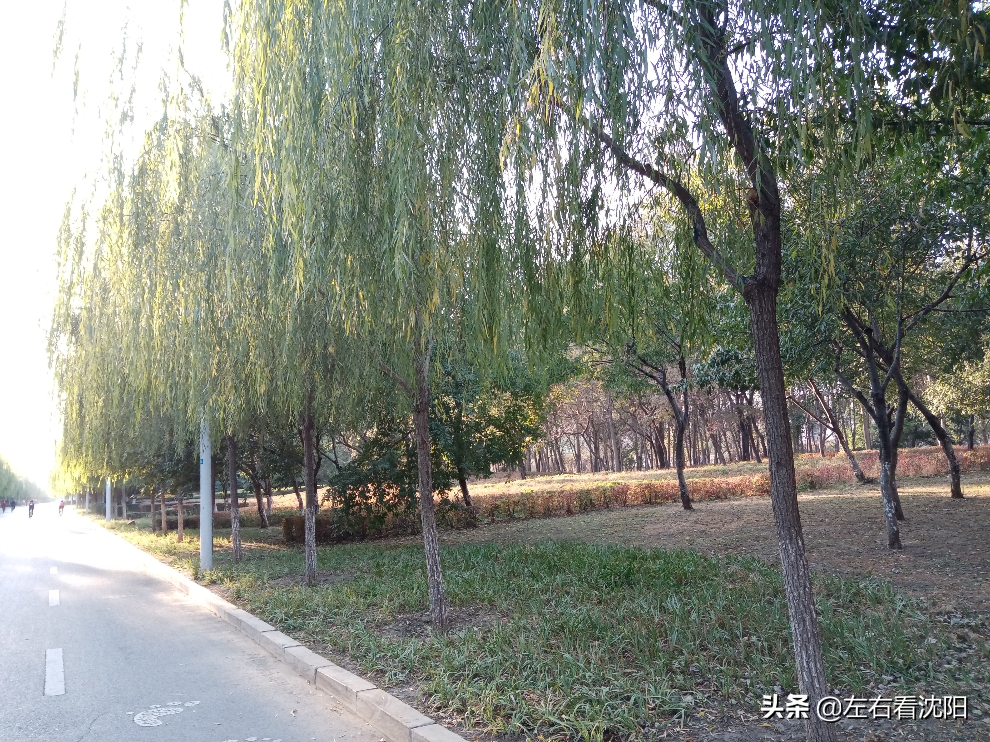 沈阳五里河公园攻略,沈阳五里河公园现在开吗