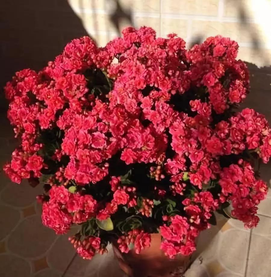 适合阳台养的四季开花有花香的花,花期长耐热耐寒又好养的花卉