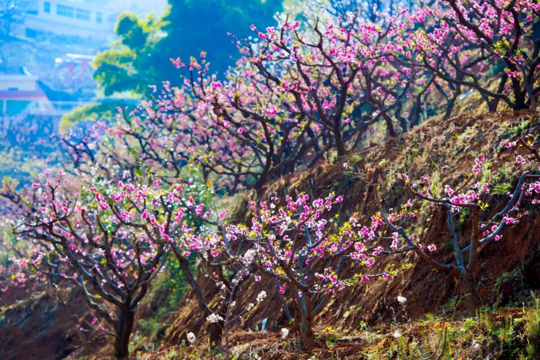 2024攀枝花旅游,攀枝花旅行榜单