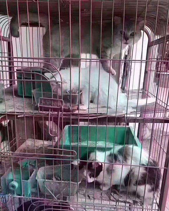 后院布偶猫好吗,怎么挑选传统系布偶猫