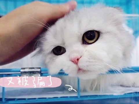 猫咪绝育发胖怎么控制,宠物绝育后肥胖如何避免