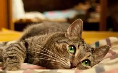 合租室友养猫很吵怎么说,合租室友养猫在客厅怎么处理