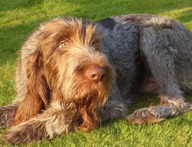 史毕诺犬,每日一狗苏格兰梗