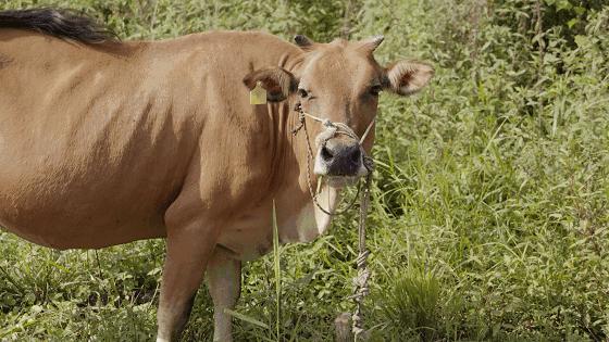 好吃到舔指头！咬上一口，肉汁儿四溢，满足到飘起来