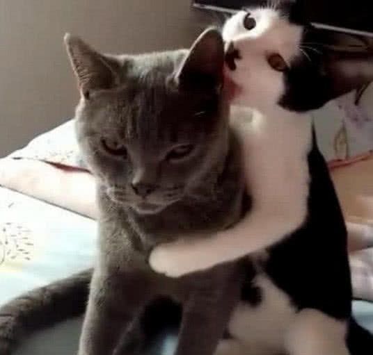 冬季猫咪发情期到来，铲屎官们无可奈何？别着急，方法都在这了