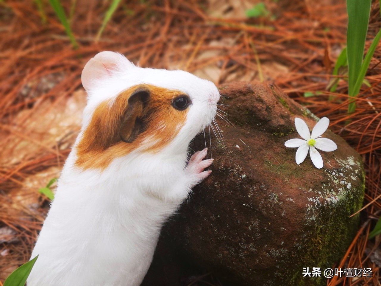 非理性繁荣核心观点,非理性繁荣全身而退