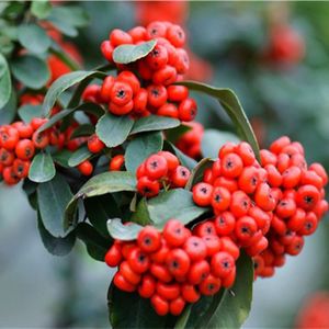 火棘花果图,火棘的观赏方法