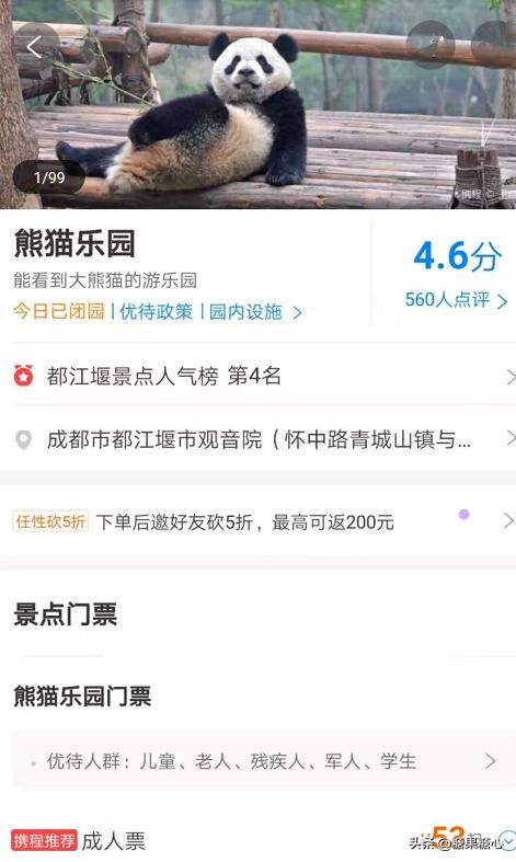 你们想要去四川看熊猫吗,来成都看熊猫一定要来熊猫谷