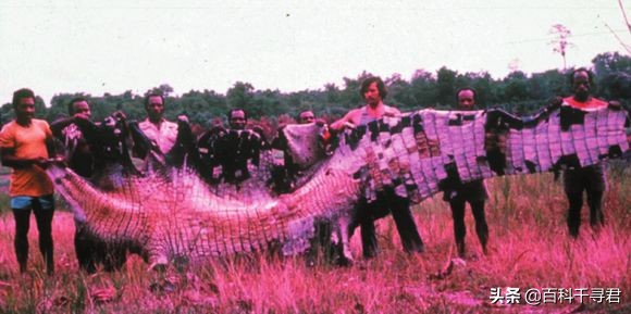 湾鳄洛龙的体型,洛龙是体型最大的鳄鱼吗