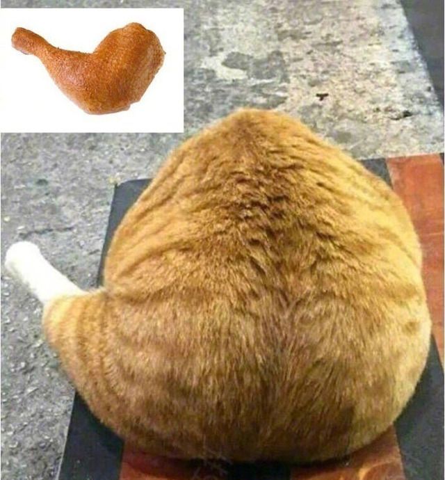 为什么吃山竹会有猫咪失去爪爪,猫咪中的山竹