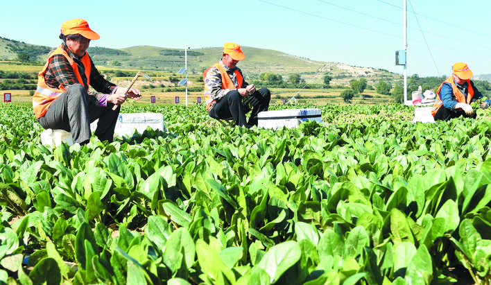庆丰收感党恩山东各地丰收节活动,庆丰收感党恩宴席背景图片