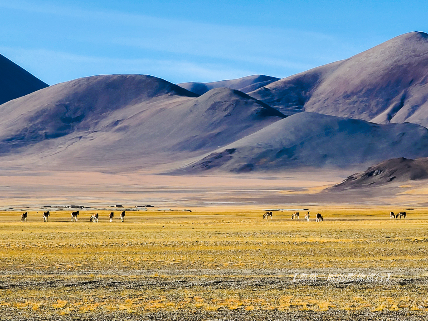 阿里无人区野狼出没,阿里无人区狐狸
