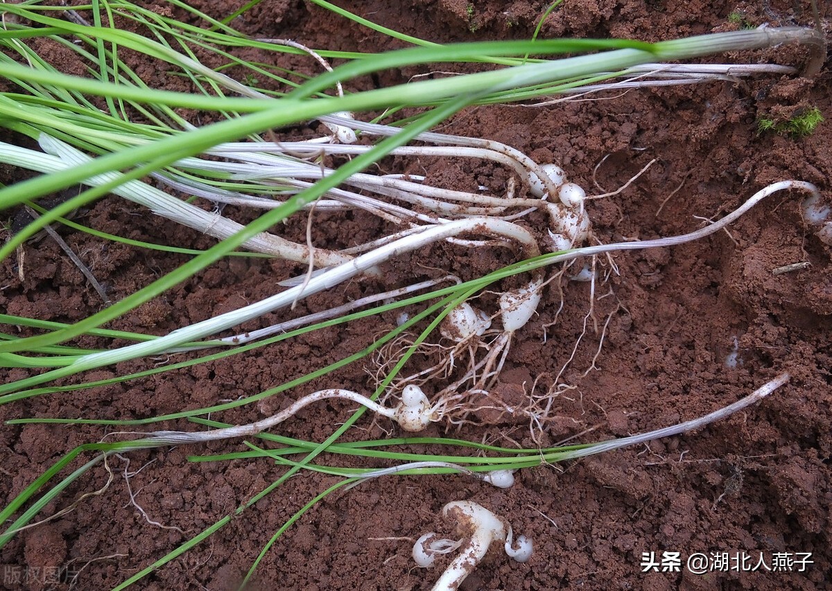 常见野菜的种类和图片大全 (各种野菜大全带图片)
