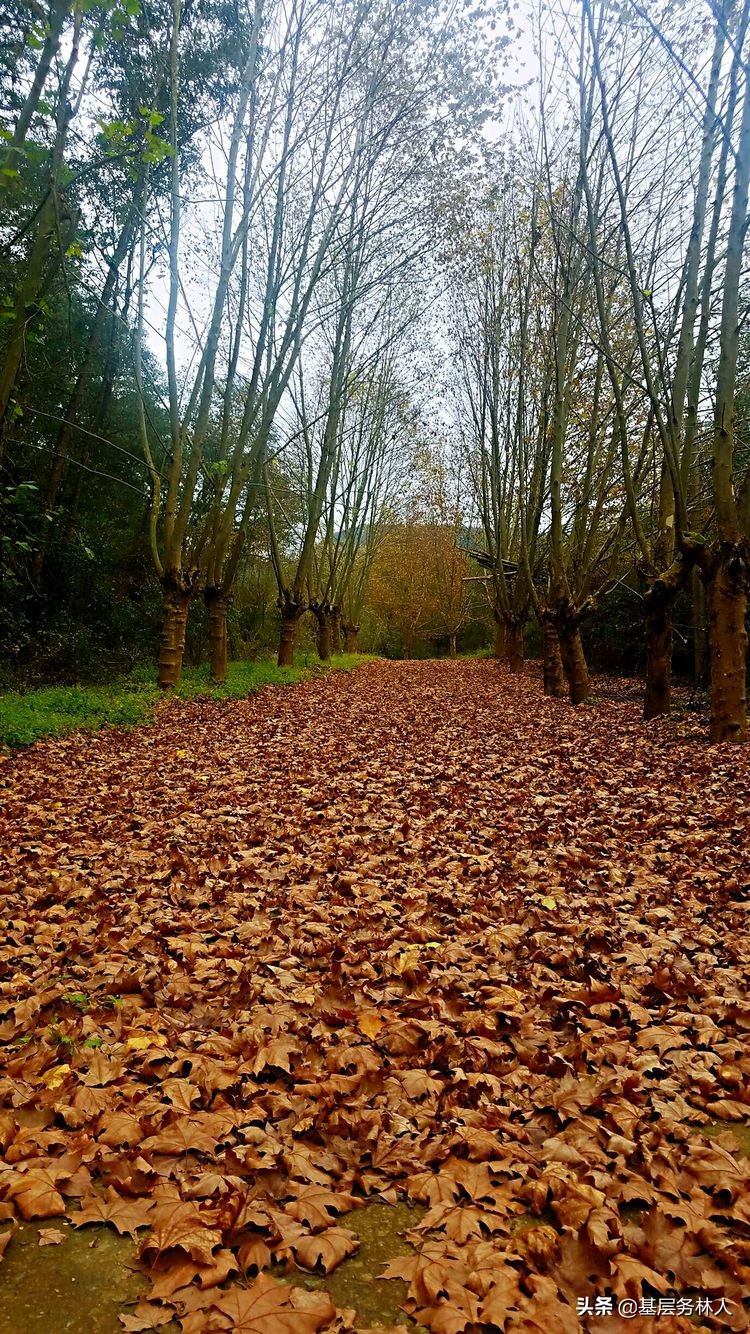 云南澄江兵工厂,云南兵工厂旧址