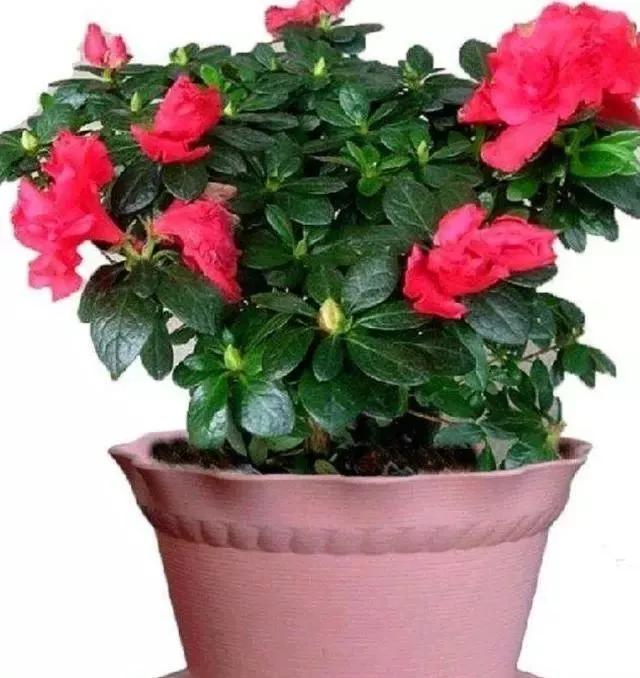 磷酸二氢钾养花怎么用最好,养花什么时候用磷酸二氢钾最合适