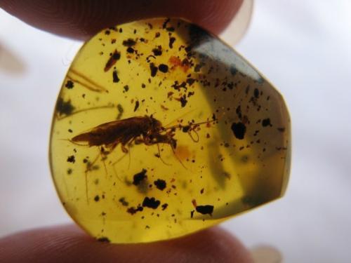 琥珀宝石哪种最好,琥珀是最轻的有机宝石