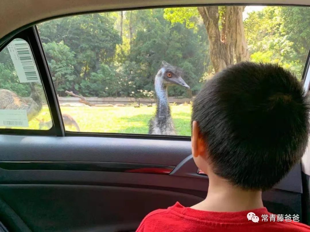 广州长隆游玩攻略水上乐园怎么去,过年去珠海长隆海洋王国游玩攻略