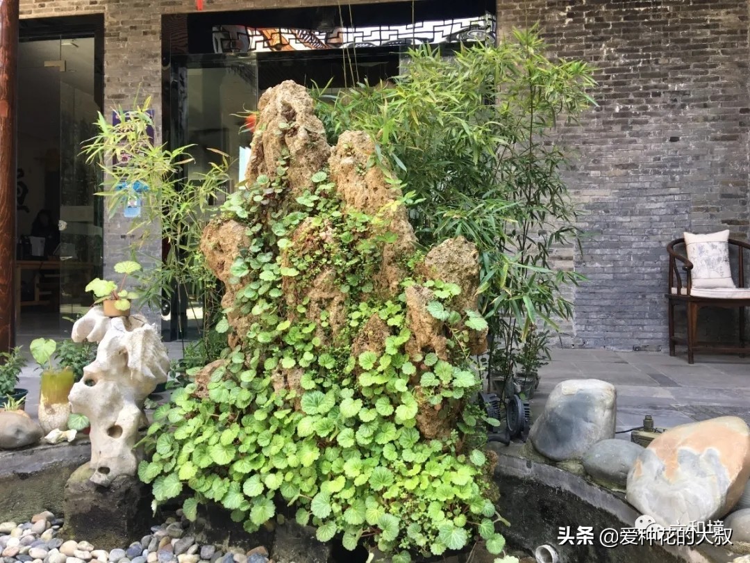 泰州六和境禅意庭院民宿,一院花香