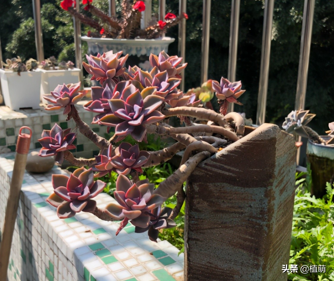 初恋老桩，曾经15元没人要，经过肉友造型后，一年后完美逆袭