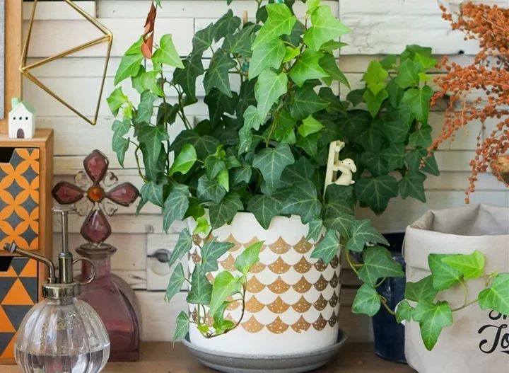 10种好养的花草,这些绿植养在家里高级又实用